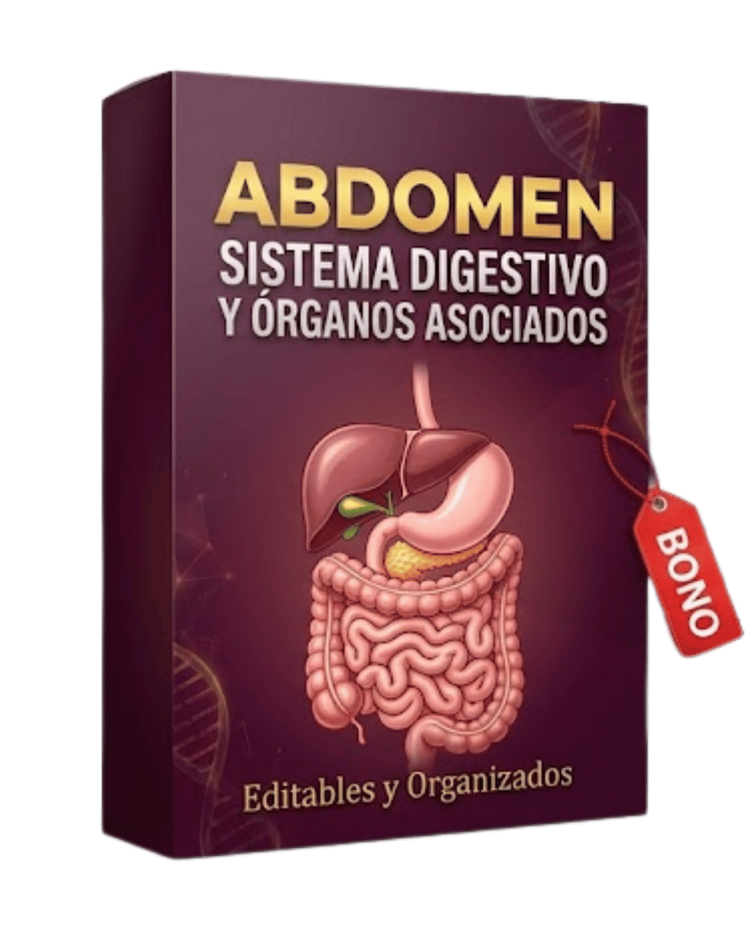 Bono Abdomen